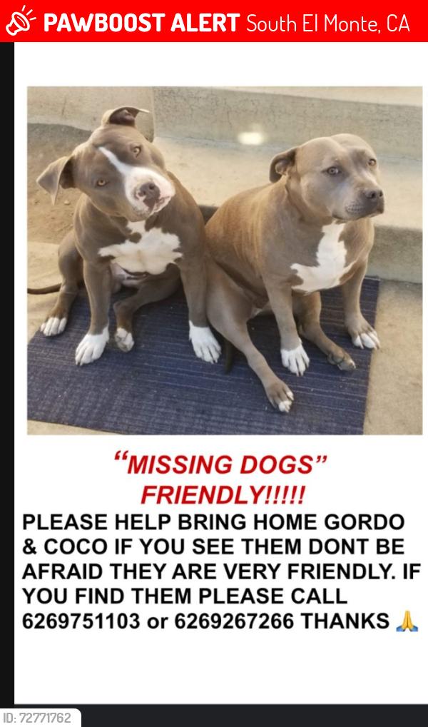 Lost Female Dog last seen South El Monte, South El Monte, CA 91733