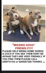 Lost Female Dog last seen South El Monte, South El Monte, CA 91733