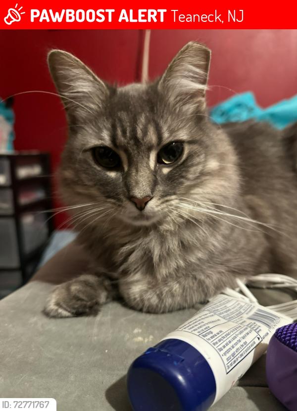Lost Female Cat last seen Dairy Queen area in Teaneck! , Teaneck, NJ 07666