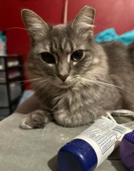 Lost Female Cat last seen Dairy Queen area in Teaneck! , Teaneck, NJ 07666