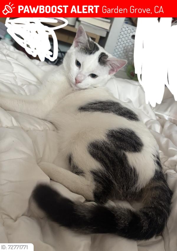 Lost Female Cat last seen Mangolia Park, Garden Grove, CA 92841