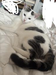 Lost Female Cat last seen Mangolia Park, Garden Grove, CA 92841