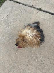Found/Stray Unknown Dog last seen Green Castle Way, Houston, TX 77095