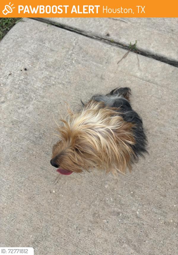 Found/Stray Unknown Dog last seen Green Castle Way, Houston, TX 77095
