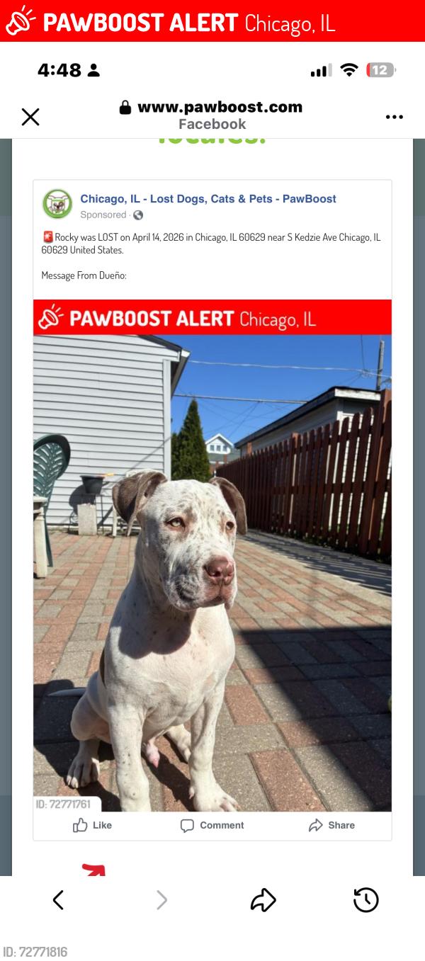 Lost Male Dog last seen Near S Kedzie Ave Chicago, IL  60629 United States, Chicago, IL 60629