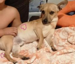Lost Male Dog last seen Pennsylvania ave, Colton, CA 92324