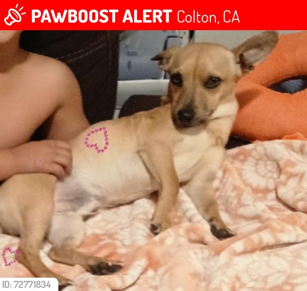 Lost Male Dog last seen Pennsylvania ave, Colton, CA 92324