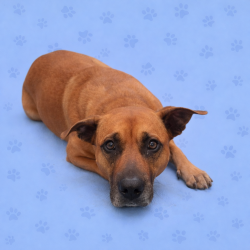 Shelter Stray Female Dog last seen , Memphis, TN 38133