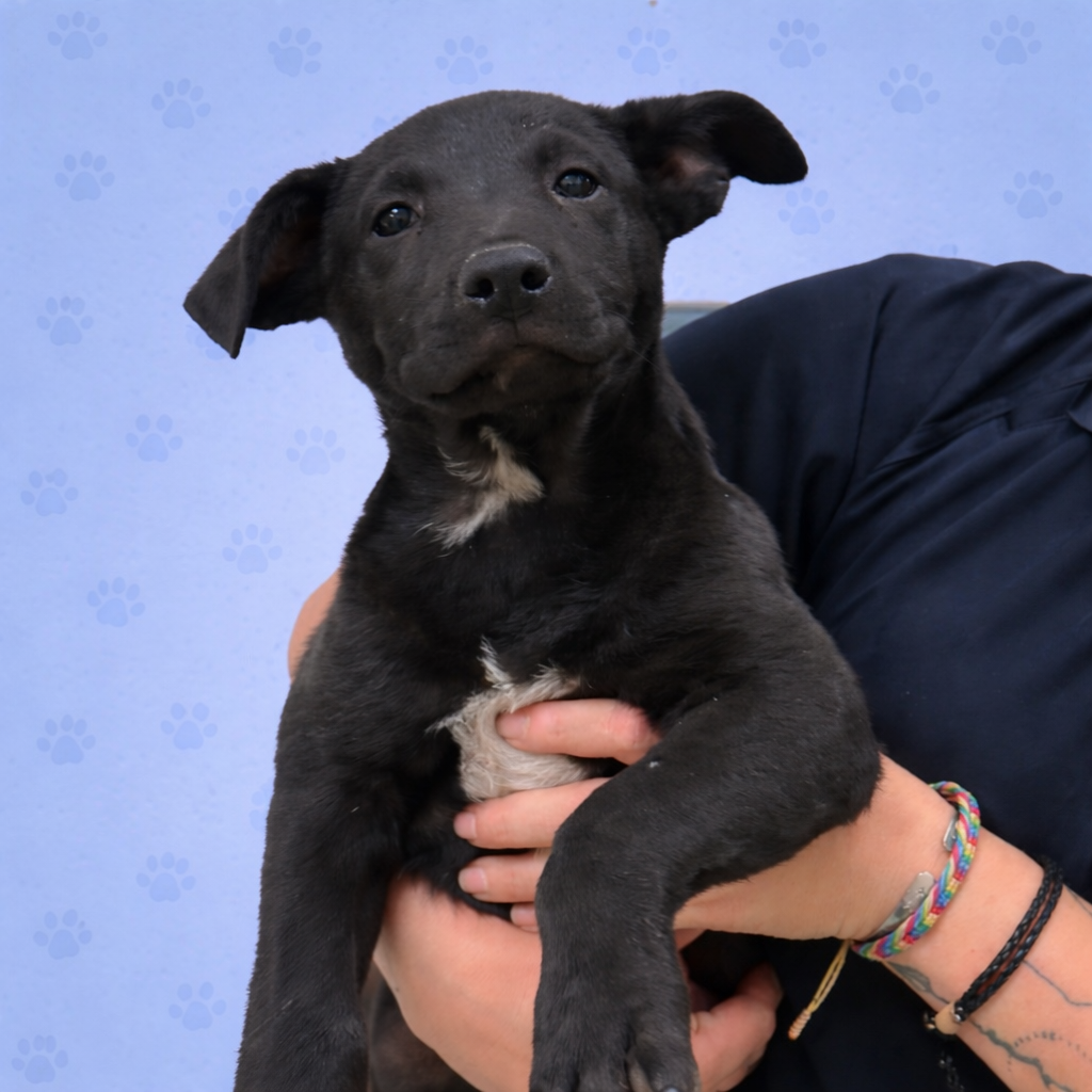Shelter Stray Male Dog last seen , Memphis, TN 38133