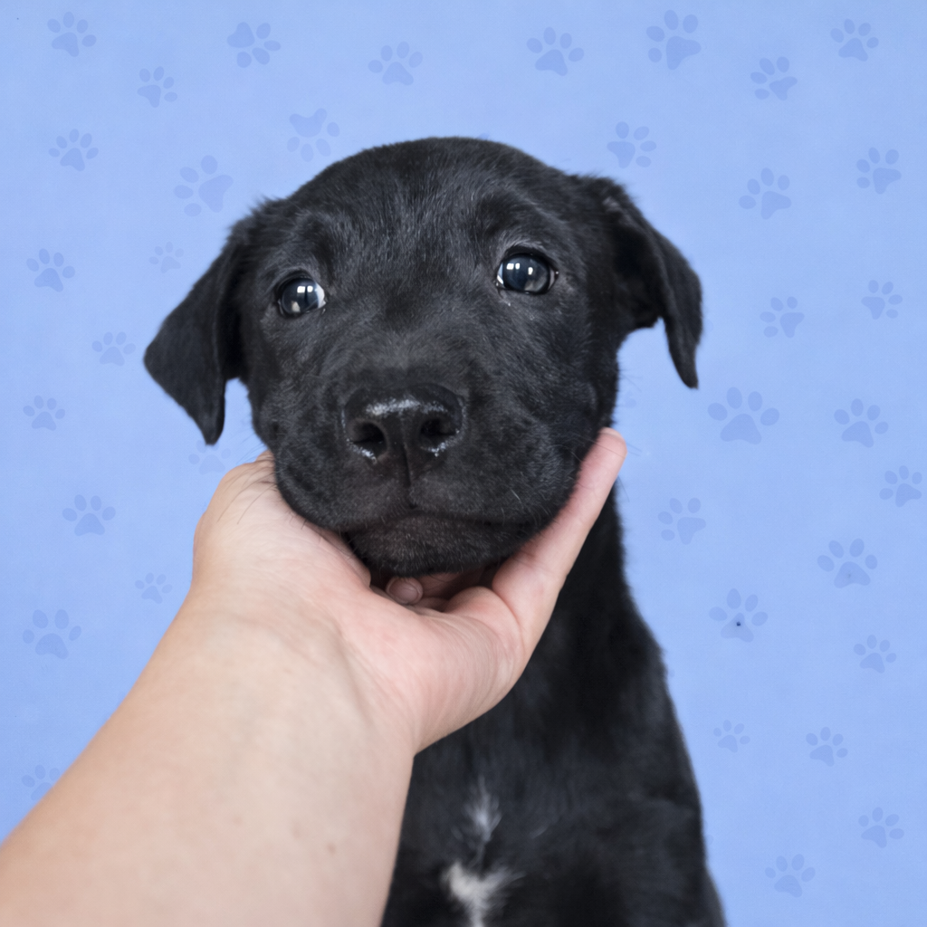 Shelter Stray Male Dog last seen , Memphis, TN 38133