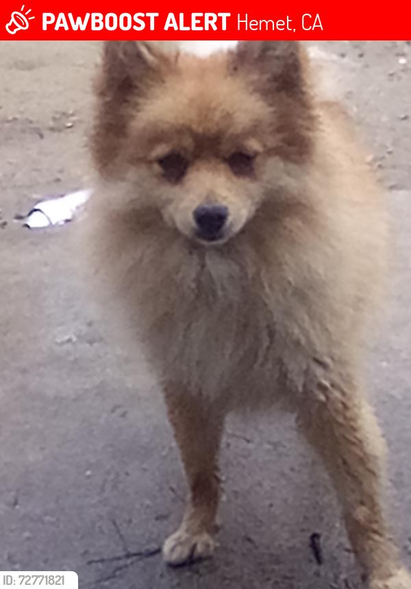 Lost Female Dog last seen Meridian , Hemet, CA 92544