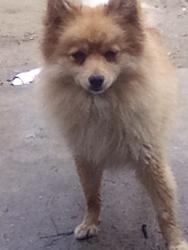 Lost Female Dog last seen Meridian , Hemet, CA 92544