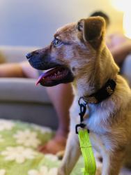 Lost Female Dog last seen Timberhill Drive, San Antonio, TX 78238