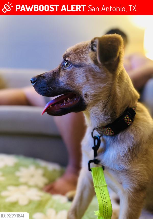 Lost Female Dog last seen Timberhill Drive, San Antonio, TX 78238