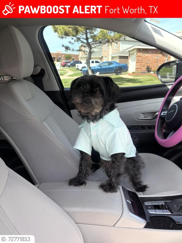 Lost Male Dog last seen Deer trail, Fort Worth, TX 76140