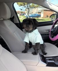 Lost Male Dog last seen Deer trail, Fort Worth, TX 76140