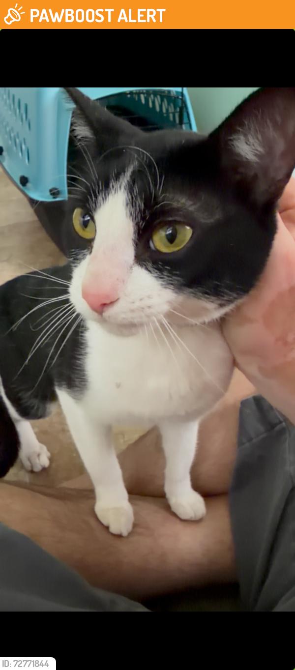 Found/Stray Male Cat last seen Redwood Rd, New Hanover County, NC 28412
