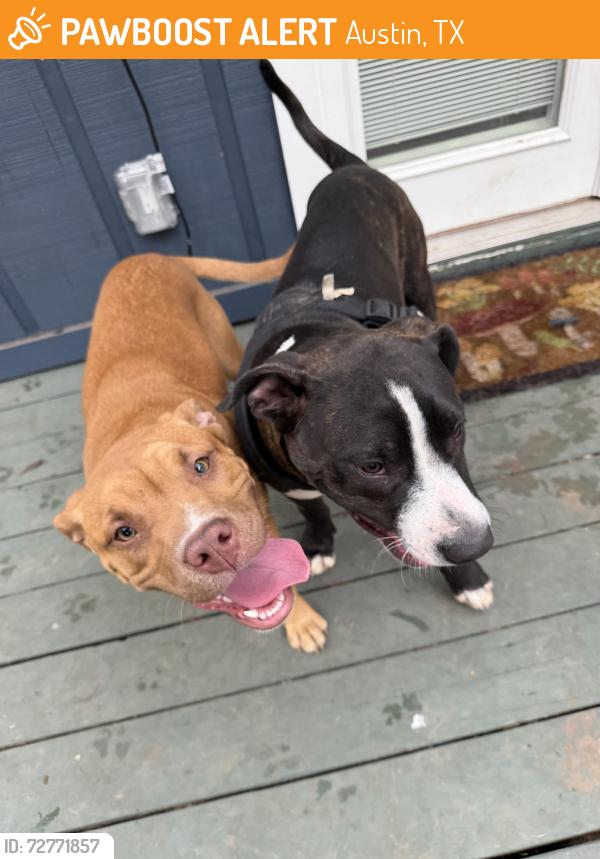 Found/Stray Female Dog last seen Between Westgate and Davis Ln, Austin, TX 78748