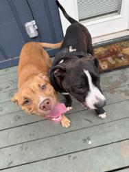 Found/Stray Female Dog last seen Between Westgate and Davis Ln, Austin, TX 78748