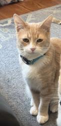 Lost Male Cat last seen Near Doric Ct.  Ct, Cary, NC 27519