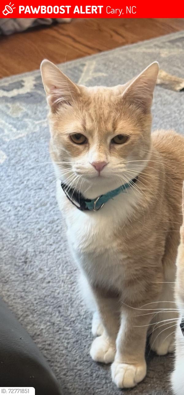 Lost Male Cat last seen Near Doric Ct.  Ct, Cary, NC 27519