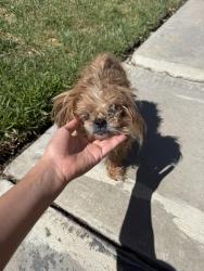 Found/Stray Female Dog last seen Near Seneca Rd Victorville , Victorville, CA 92392
