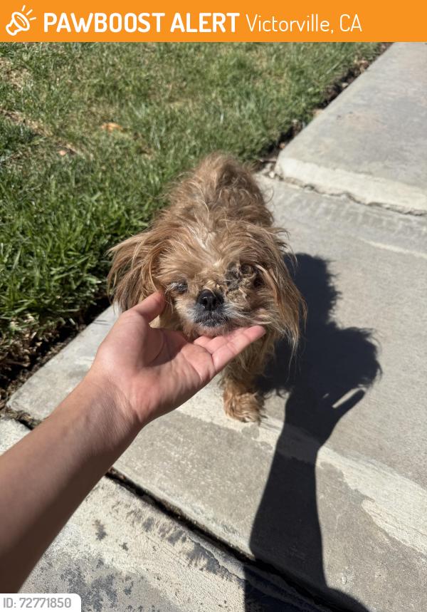 Found/Stray Female Dog last seen Near Seneca Rd Victorville , Victorville, CA 92392