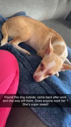 Found/Stray Female Dog last seen W fuqua, Houston, TX 77077
