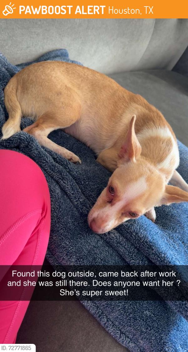 Found/Stray Female Dog last seen W fuqua, Houston, TX 77077