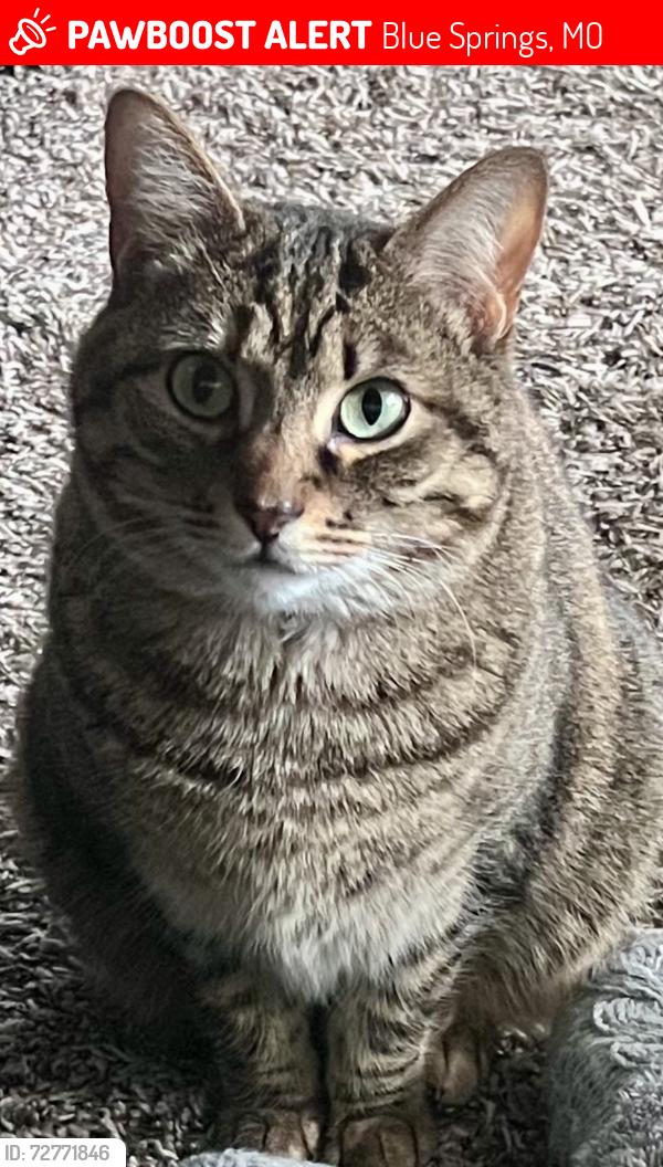 Lost Female Cat last seen E of Colbern & 7 Hwy near Lake Lotawana , Blue Springs, MO 64064