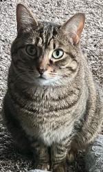 Lost Female Cat last seen E of Colbern & 7 Hwy near Lake Lotawana , Blue Springs, MO 64064