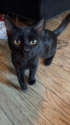 Lost Male Cat last seen Pasadena , Lincoln St , Worcester, MA 01605
