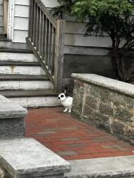 Found/Stray Unknown Rabbit last seen Near fanueil street oak square, Boston, MA 02135