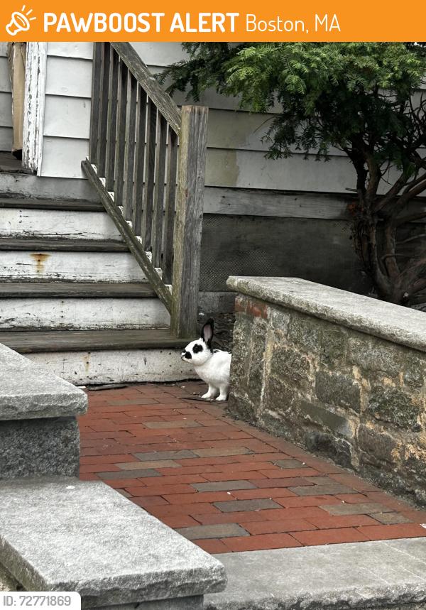 Found/Stray Unknown Rabbit last seen Near fanueil street oak square, Boston, MA 02135