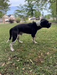 Found/Stray Male Dog last seen Airport Road, Hwy 221, Spartanburg, SC 29306