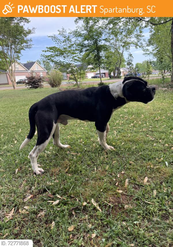 Found/Stray Male Dog last seen Airport Road, Hwy 221, Spartanburg, SC 29306