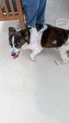 Found/Stray Male Dog last seen Anderson way and Anderson Chase , Converse, TX 78109