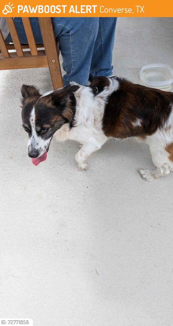 Found/Stray Male Dog last seen Anderson way and Anderson Chase , Converse, TX 78109