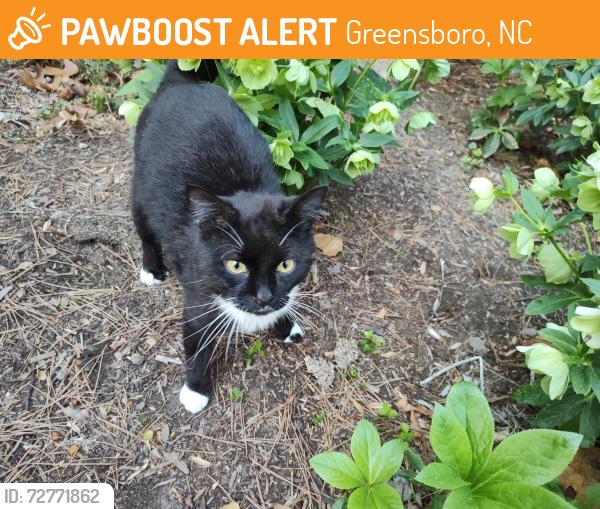 Found/Stray Male Cat last seen Friendly Ave, Greensboro, NC 27410