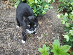 Found/Stray Male Cat last seen Friendly Ave, Greensboro, NC 27410