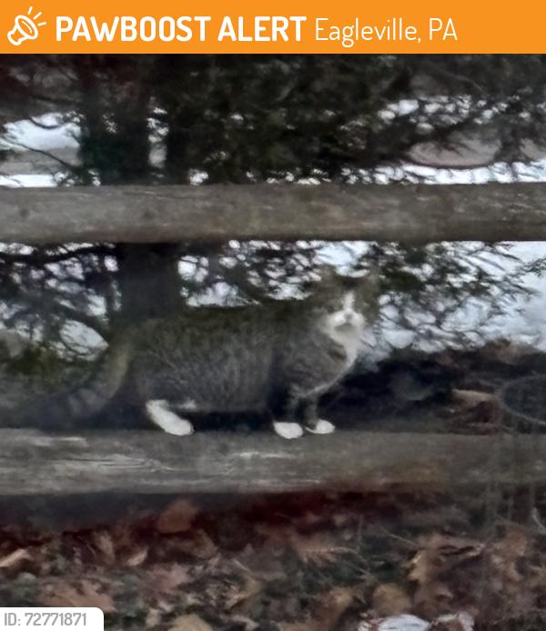 Found/Stray Unknown Cat last seen Shearwater Drive, Eagleville, PA 19403