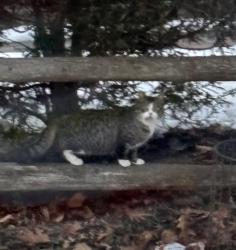 Found/Stray Unknown Cat last seen Shearwater Drive, Eagleville, PA 19403