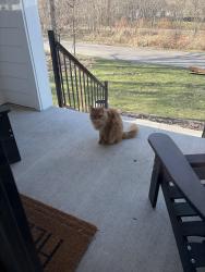 Found/Stray Unknown Cat last seen Near and Crystal Place, Wayzata, MN 55391