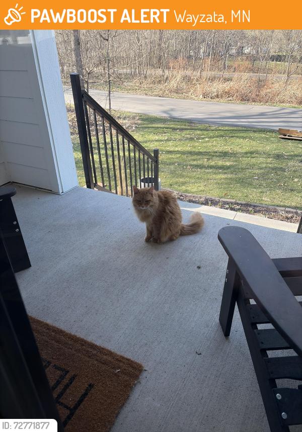 Found/Stray Unknown Cat last seen Near and Crystal Place, Wayzata, MN 55391