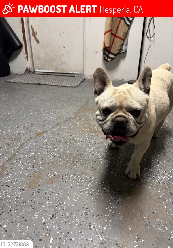 Lost Male Dog last seen Olive apmts hesperia, Hesperia, CA 92340