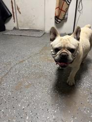 Lost Male Dog last seen Olive apmts hesperia, Hesperia, CA 92340