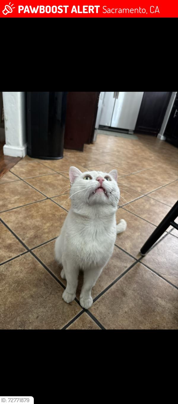 Lost Female Cat last seen South oak park on 24th st on Martin Luther king jr blvd, Sacramento, CA 95820