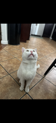 Lost Female Cat last seen South oak park on 24th st on Martin Luther king jr blvd, Sacramento, CA 95820