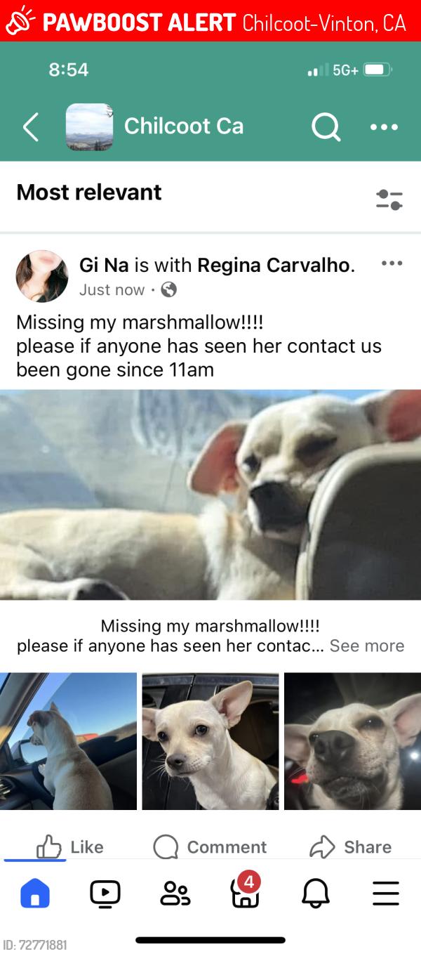 Lost Female Dog last seen Hillside , Chilcoot-Vinton, CA 96105