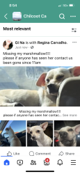 Lost Female Dog last seen Hillside , Chilcoot-Vinton, CA 96105